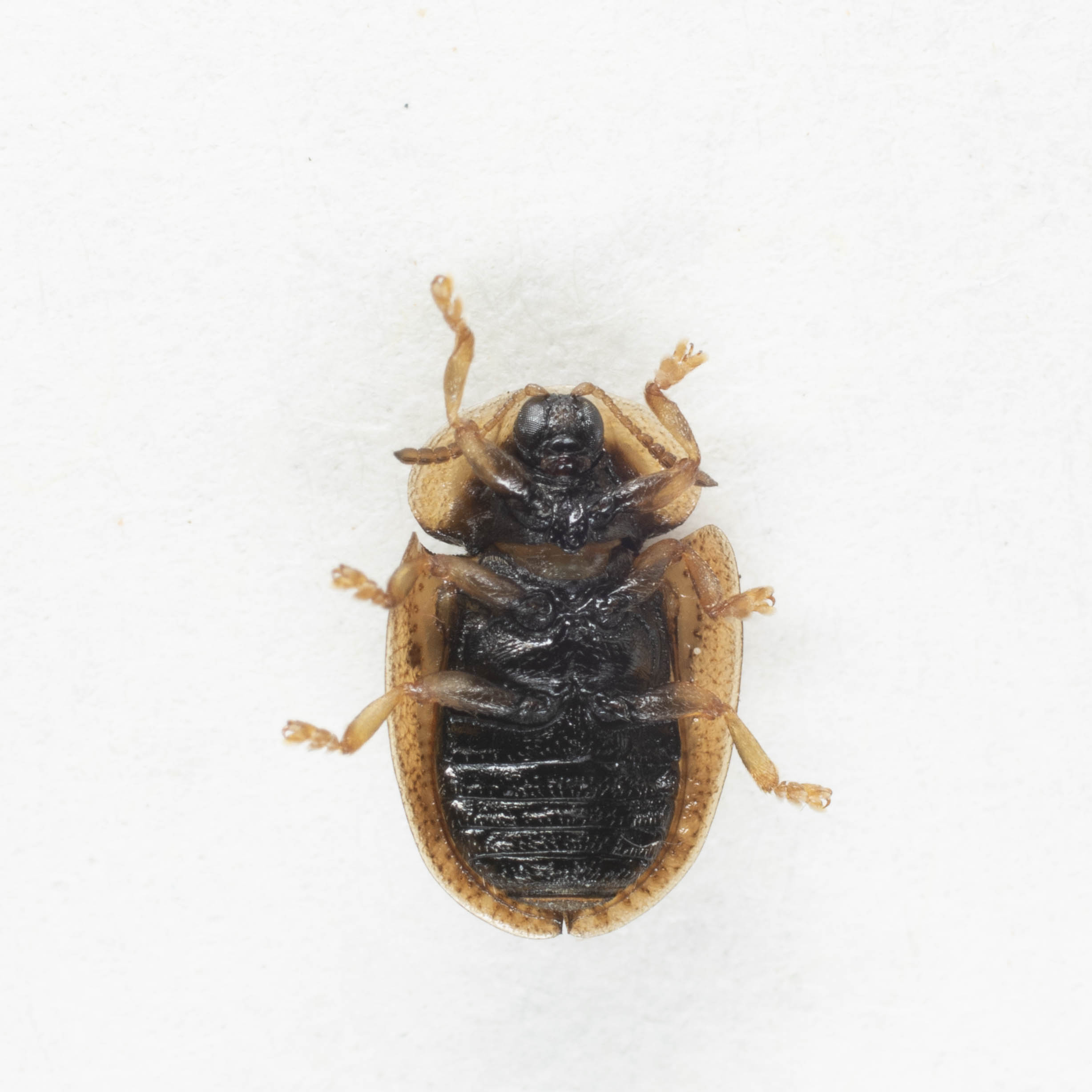 Chrysomelidae: Cassida